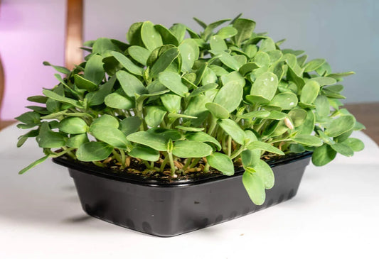 12 Pack Microgreens Bundle (3 x 4 weeks)